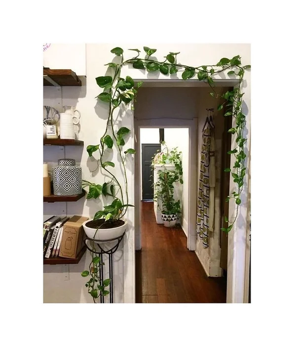 Money Plant Door Frame Decor