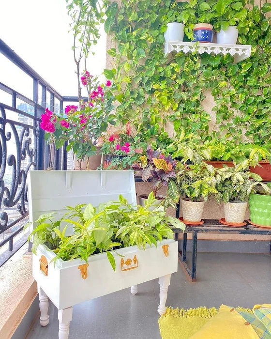 Balcony Money Plant Wall