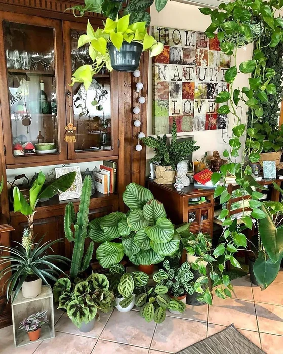 Indoor Plant Jungle with Money Plant