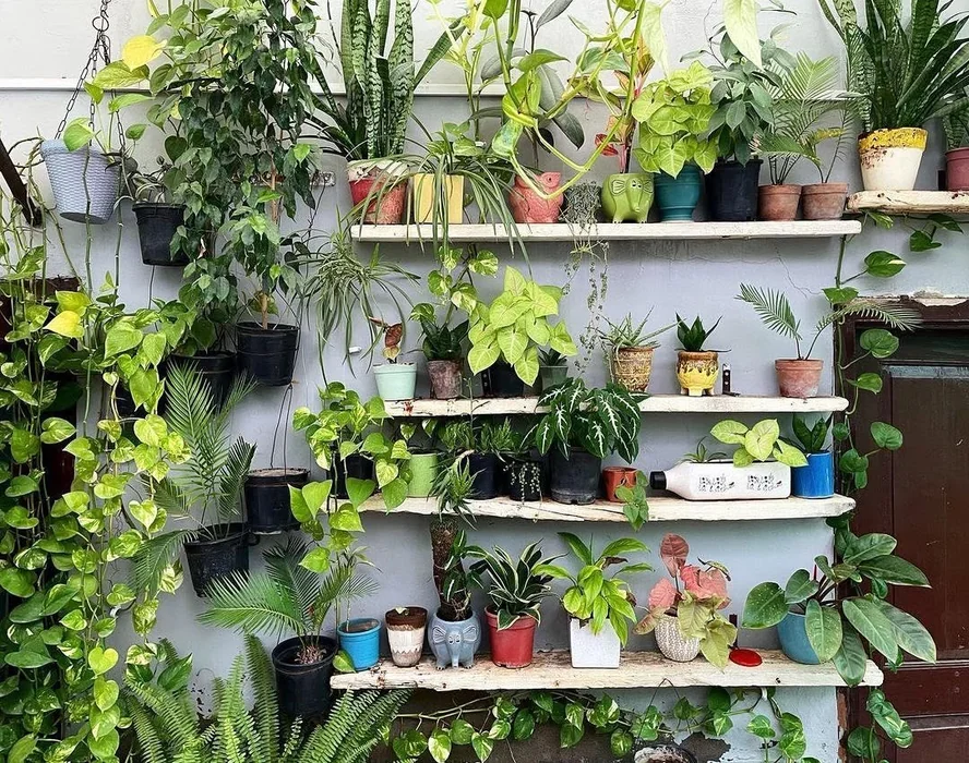 Money Plant Multi-Shelf Wall