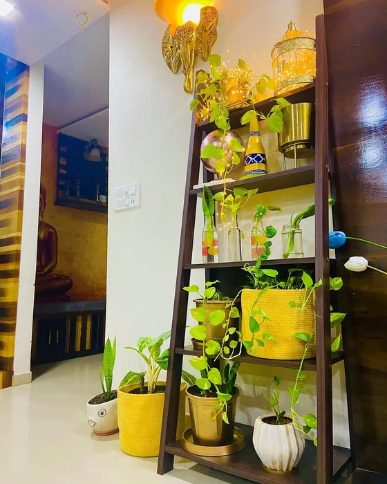 Money Plant Ladder Shelf, Indian Home