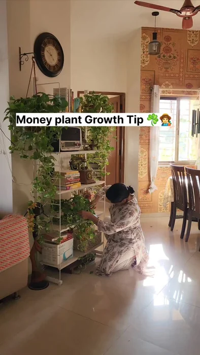 Money Plant Bookshelf Grow Tip