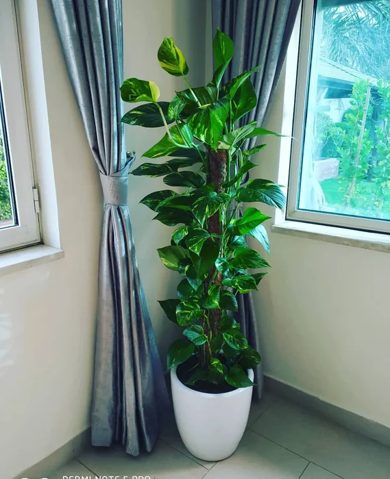 Money Plant Corner Statement