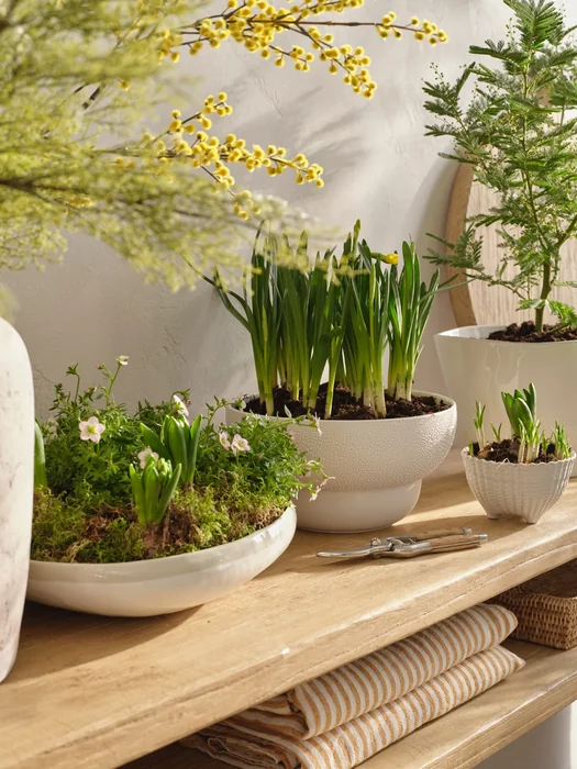 Spring Bulbs Display on Wooden Console