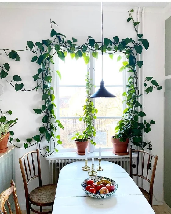 Money Plant Dining Window Frame