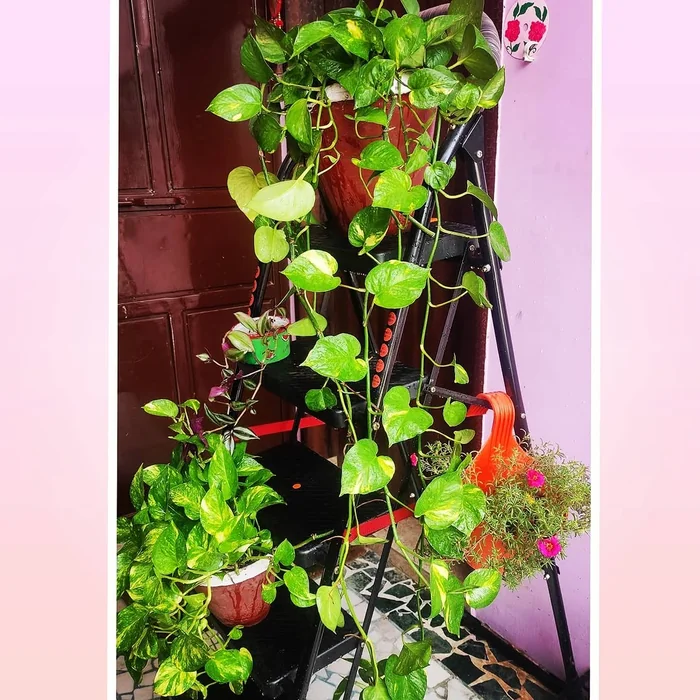 Money Plant on Ladder Stand