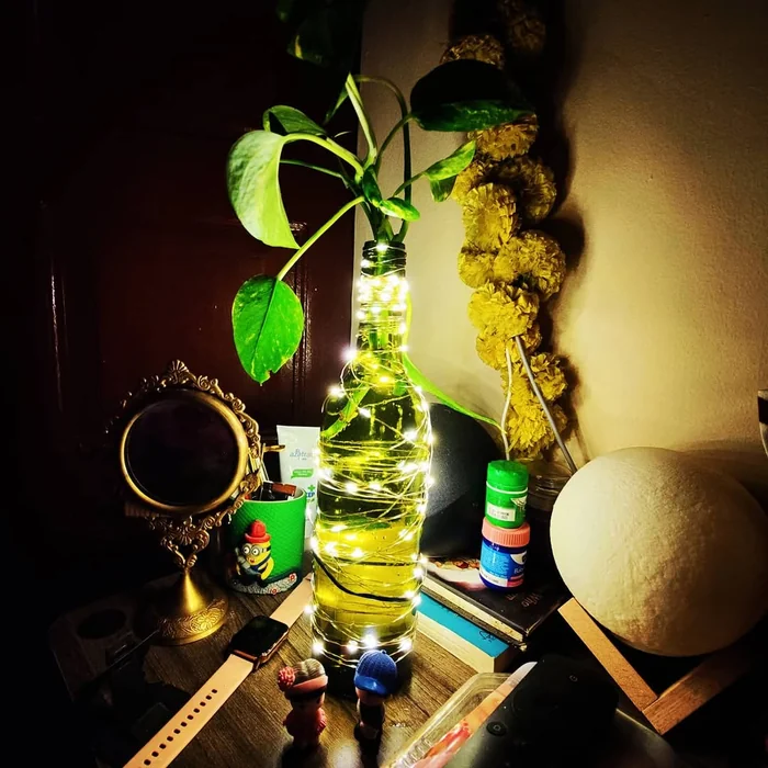 Money Plant in Bottle with Fairy Lights