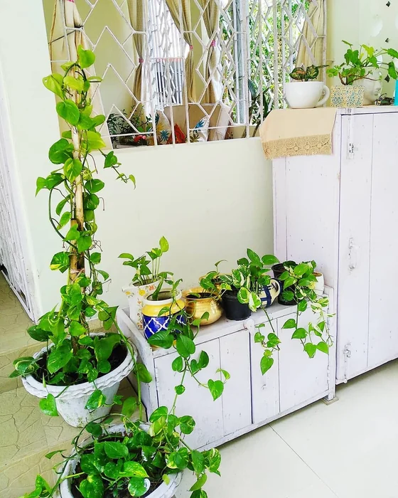 Money Plant Home Corner Display