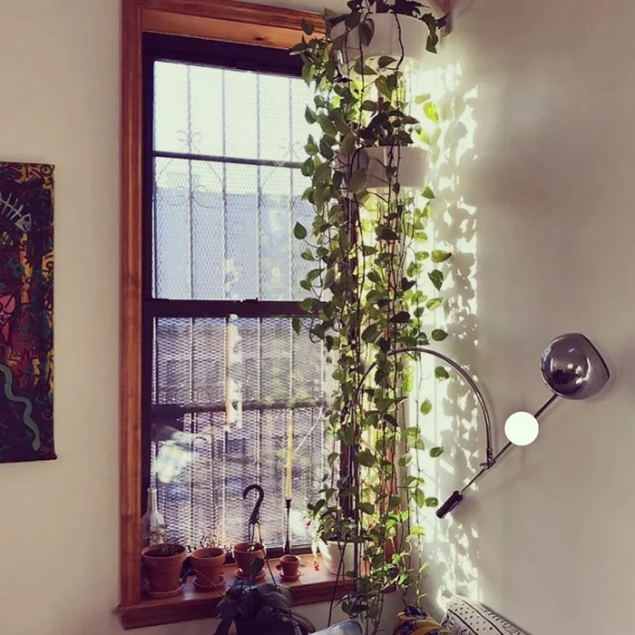Money Plant Trailing by Window