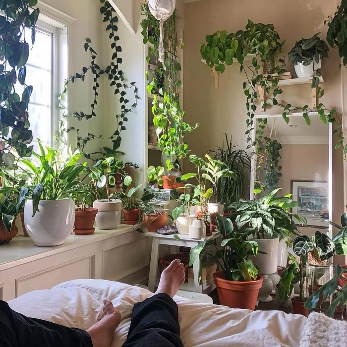 Money Plant Bedroom Plant Shelfie
