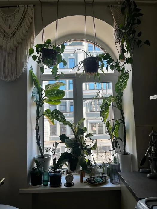 Boho Arched Window with Plants