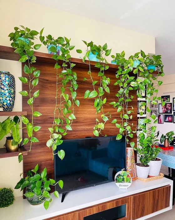 Money Plant TV Unit Waterfall