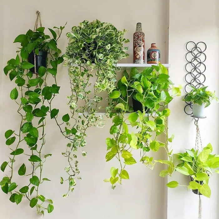 Money Plant Wall Hanging Display