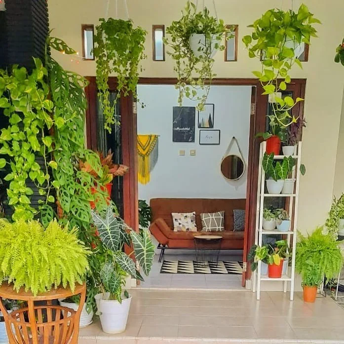 Indoor-Outdoor Money Plant Entry