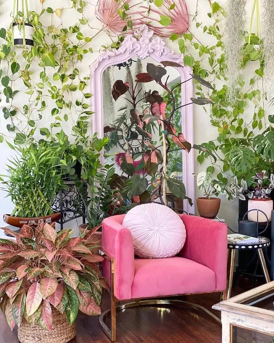Money Plant Bohemian Room Decor
